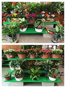 Indoor plants new display